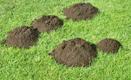 Как бороться с кротами на участке